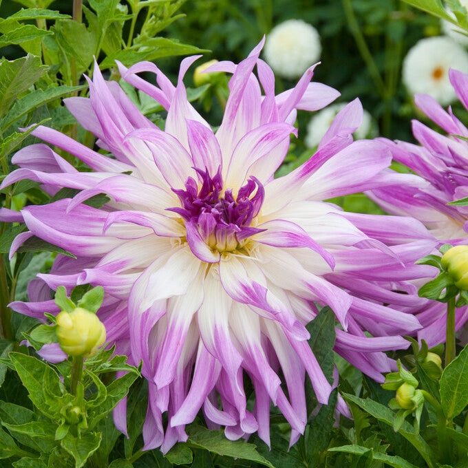 Dahlia Cactus Mingus Randy 1-pack